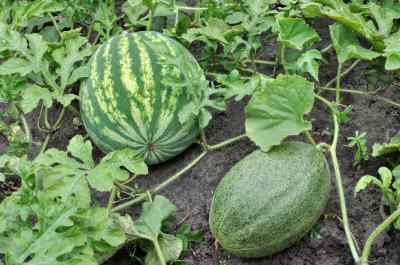 watermelon and squash